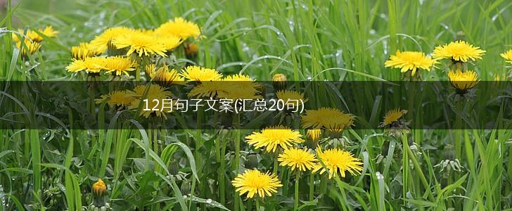 12月句子文案(汇总20句),第1张