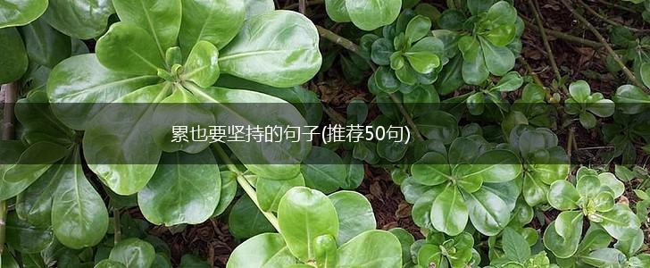 累也要坚持的句子(推荐50句),第1张