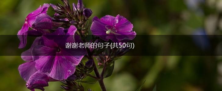 谢谢老师的句子(共50句),第1张