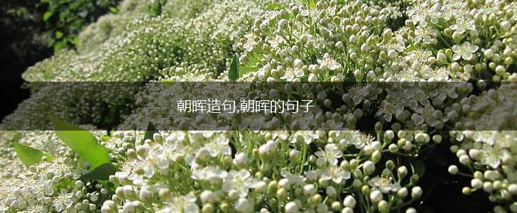 朝晖造句,朝晖的句子,第1张