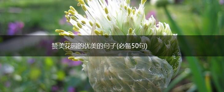 赞美花园的优美的句子(必备50句),第1张