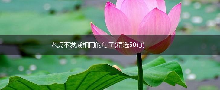 老虎不发威相同的句子(精选50句),第1张