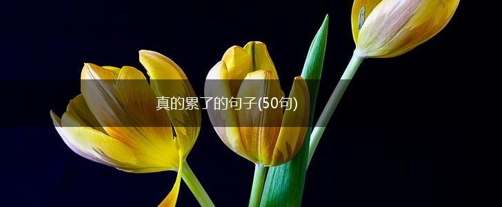 真的累了的句子(50句),第1张