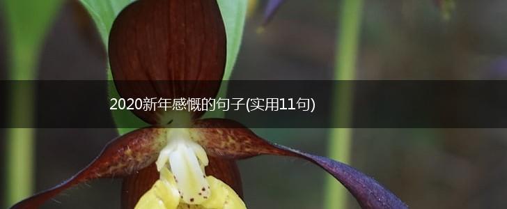 2020新年感慨的句子(实用11句),第1张