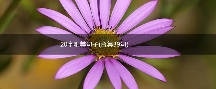 20字唯美句子(合集39句),第1张