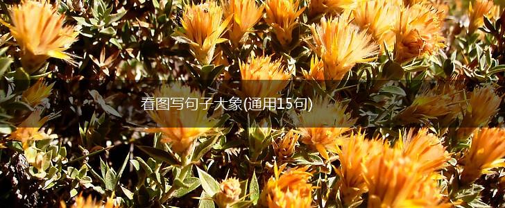 看图写句子大象(通用15句),第1张