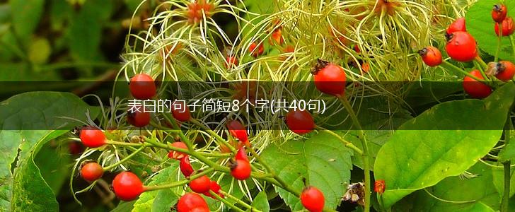 表白的句子简短8个字(共40句),第1张