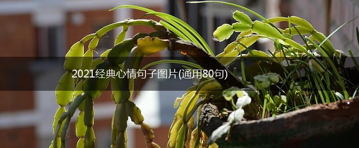2021经典心情句子图片(通用80句),第1张