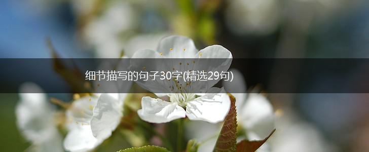 细节描写的句子30字(精选29句),第1张
