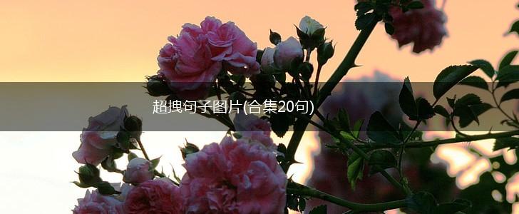 超拽句子图片(合集20句),第1张