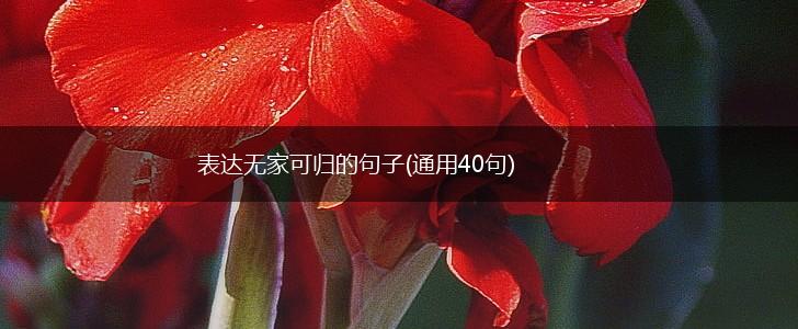 表达无家可归的句子(通用40句),第1张