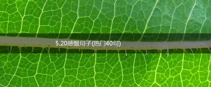 5.20感慨句子(热门40句),第1张