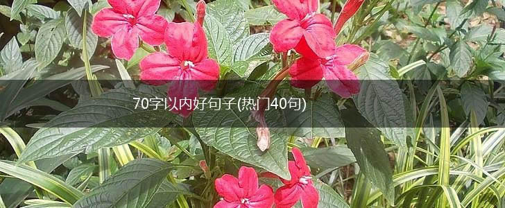 70字以内好句子(热门40句),第1张