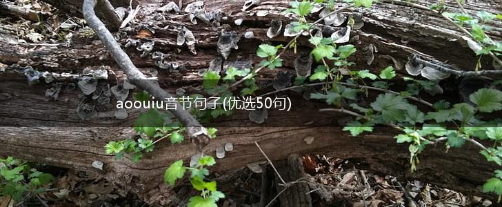 aoouiu音节句子(优选50句),第1张