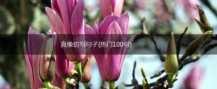 真像仿写句子(热门100句),第1张