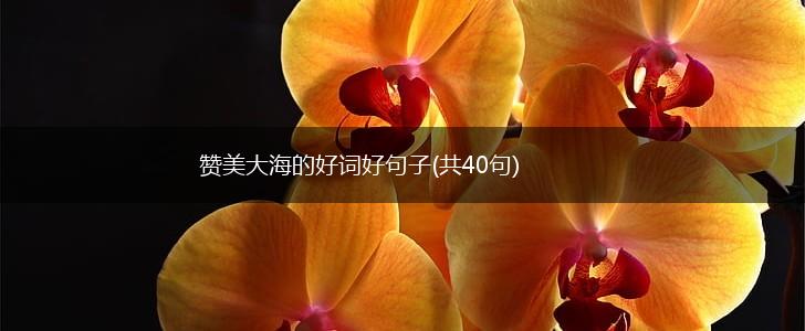 赞美大海的好词好句子(共40句),第1张