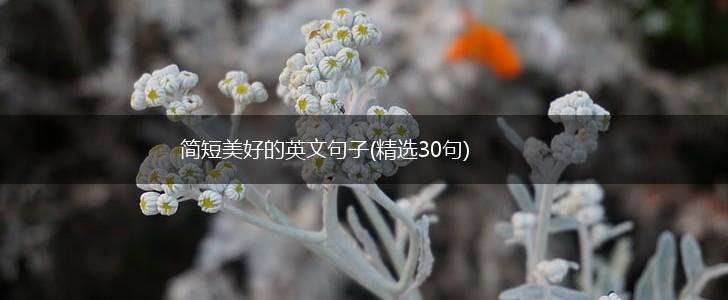 简短美好的英文句子(精选30句),第1张