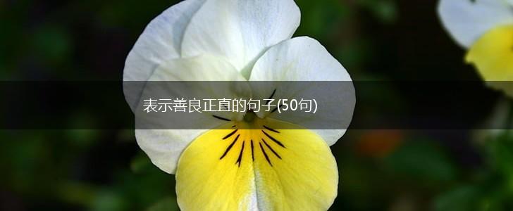 表示善良正直的句子(50句),第1张