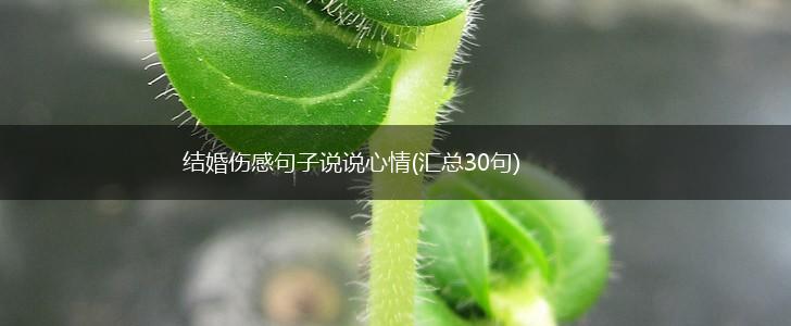 结婚伤感句子说说心情(汇总30句),第1张