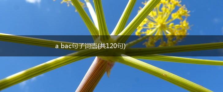 a bac句子词语(共120句),第1张