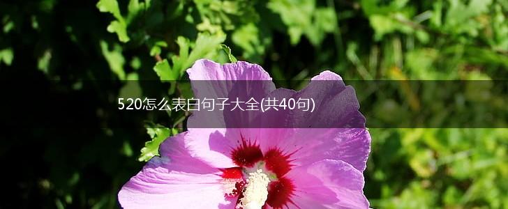 520怎么表白句子大全(共40句),第1张