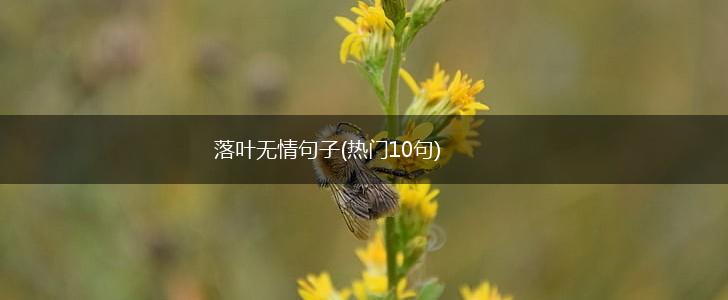 落叶无情句子(热门10句),第1张
