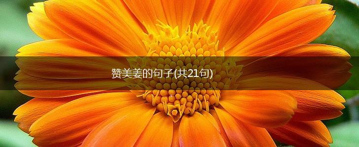赞美姜的句子(共21句),第1张