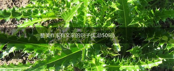 赞美作家有文采的句子(汇总50句),第1张