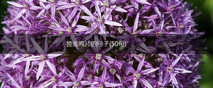 赞美照片的句子(50句),第1张
