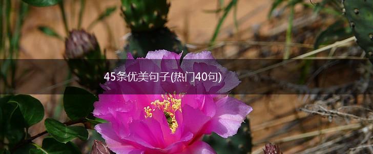 45条优美句子(热门40句),第1张