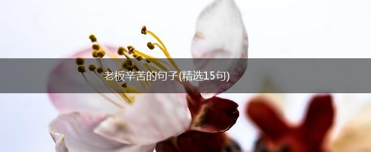老板辛苦的句子(精选15句),第1张