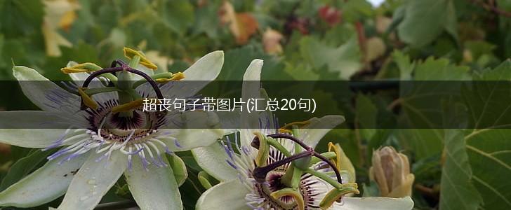超丧句子带图片(汇总20句),第1张