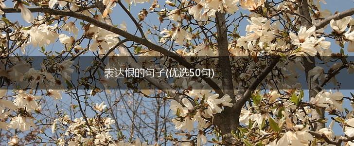 表达恨的句子(优选50句),第1张