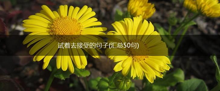 试着去接受的句子(汇总50句),第1张
