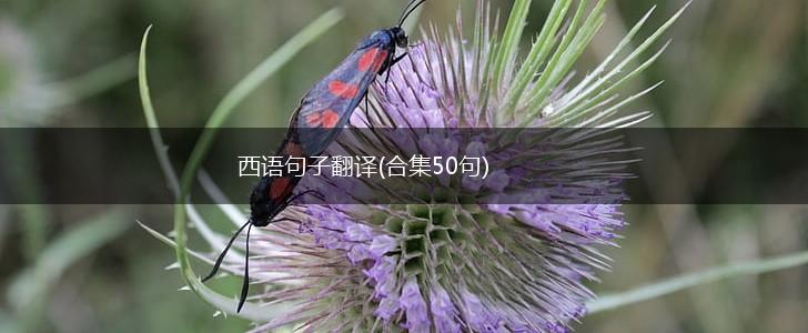 西语句子翻译(合集50句),第1张