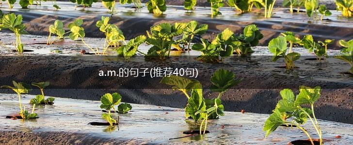 a.m.的句子(推荐40句),第1张
