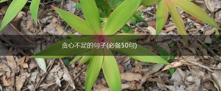 贪心不足的句子(必备50句),第1张
