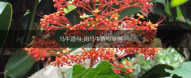 马牛造句_用马牛造句举例,第1张