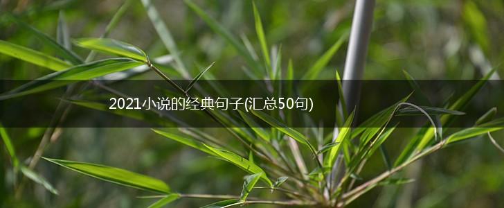 2021小说的经典句子(汇总50句),第1张