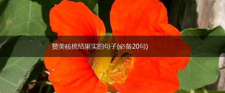 赞美核桃结果实的句子(必备20句),第1张