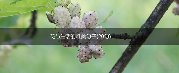 花与生活的唯美句子(20句),第1张