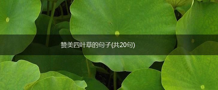 赞美四叶草的句子(共20句),第1张