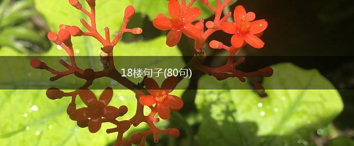 18楼句子(80句),第1张