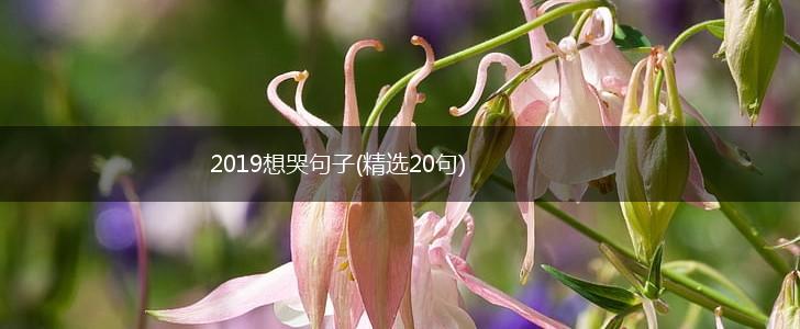 2019想哭句子(精选20句),第1张