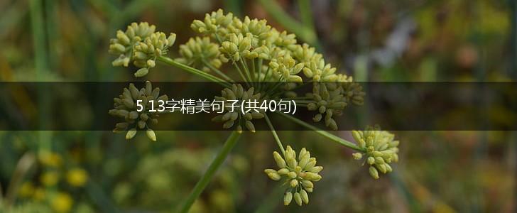 5 13字精美句子(共40句),第1张
