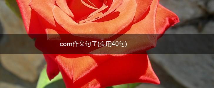 com作文句子(实用40句),第1张