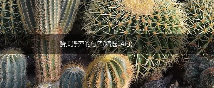 赞美浮萍的句子(精选14句),第1张