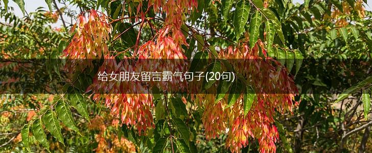 给女朋友留言霸气句子(20句),第1张