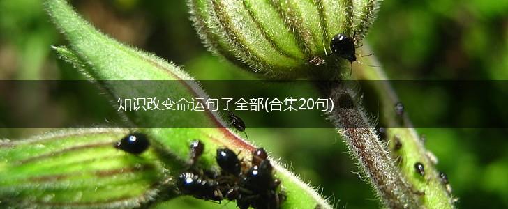 知识改变命运句子全部(合集20句),第1张