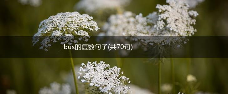 bus的复数句子(共70句),第1张